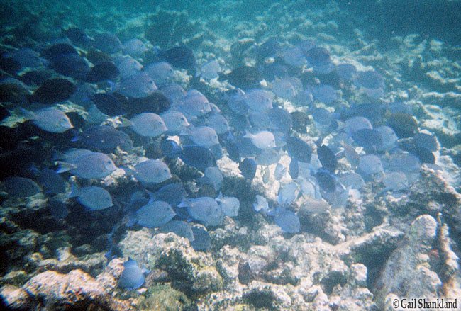 Travel, Florida,Snorkelling, Travelbloggers.ca