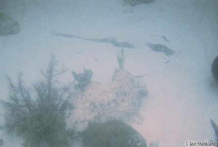 03.07.05 - FLAkeysSnorkel Ia-06w