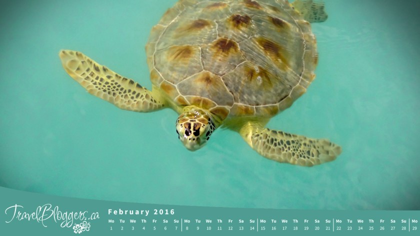 TravelBloggers.ca, Sea Turtle, Bahamas, Exuma