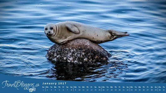 Wallpaper, Harbor Seal, Monterey California