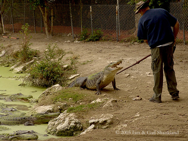 3.3.05_AlligatorPark 030w