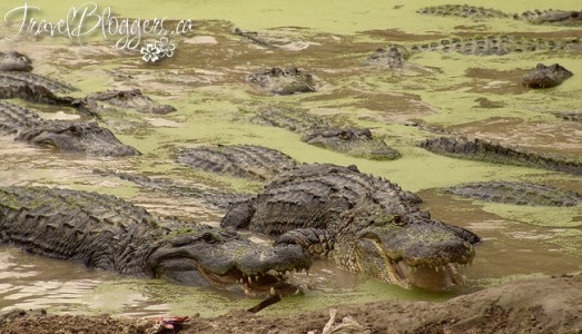 © 2013 ~ Iain & Gail Shankland  / TravelBloggers.ca@gmail.com