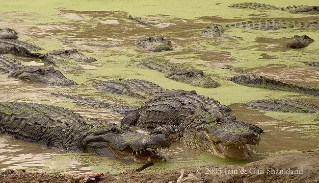 3.3.05_AlligatorPark 033w