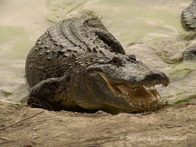 3.3.05_AlligatorPark 041