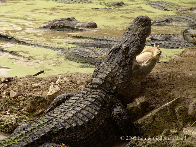 3.3.05_AlligatorPark 043