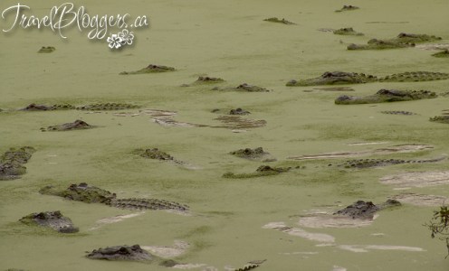 Everglades Alligator Farm © 2013 ~ Iain & Gail Shankland  / TravelBloggers.ca@gmail.com