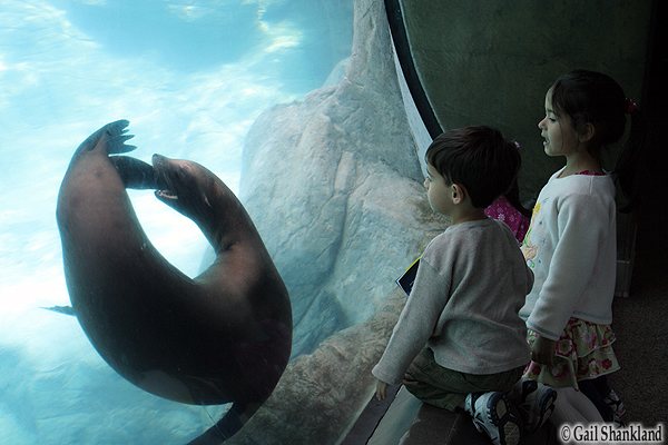 Aquarium of the Pacific, Binturong, California, Catalina Island, Disneyland, Dusky Pademelon, Grand Prix of Long Beach, IndyCar, LAX, Los Angeles, Prevost's Squirrel, the Queen Mary, TravelBloggers.ca