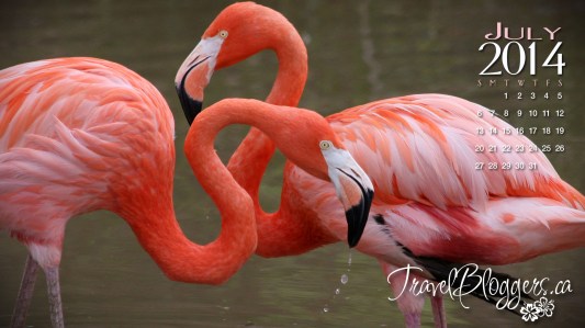 travelbloggers.ca, safari niagara, flamingo