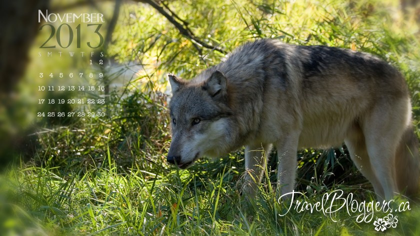 TravelBloggers.ca, Wolf Park, wolfpark.org, Battle Ground Indiana, Monty Sloan Seminar