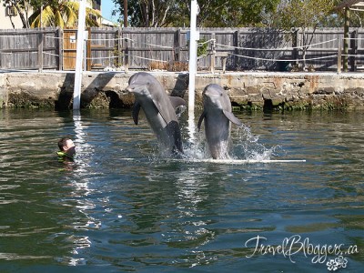 Dolphins Plus - Key Largo, Florida, Natural Dolphin Swim, Structured Dolphin Swim 
