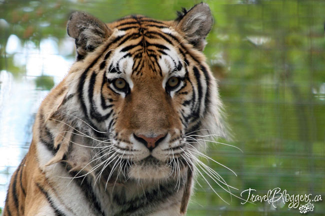 Safari Niagara, TravelBloggers.ca