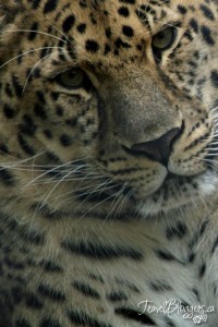 Safari Niagara, TravelBloggers.ca