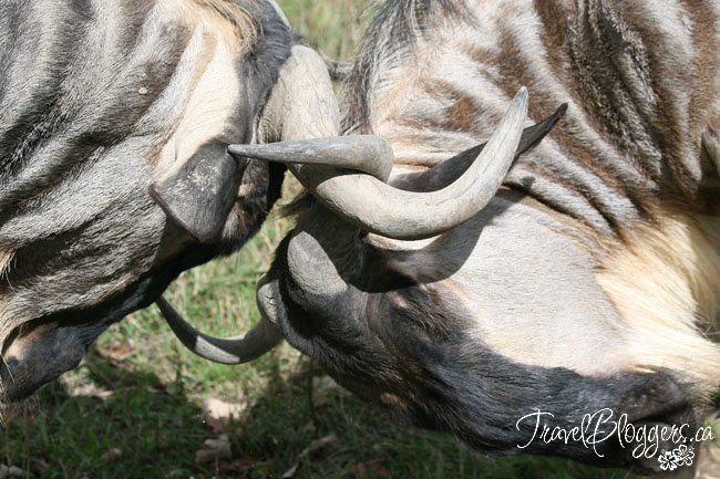 Safari Niagara, TravelBloggers.ca