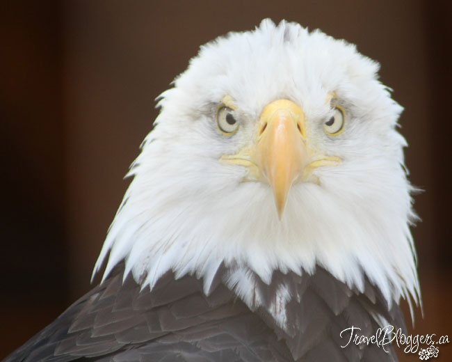 Safari Niagara, TravelBloggers.ca