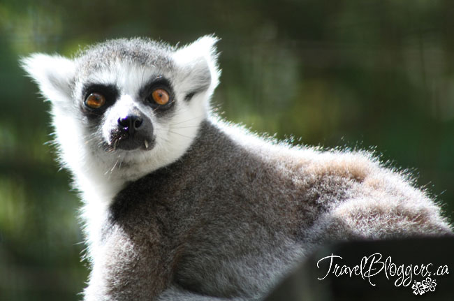 Safari Niagara, TravelBloggers.ca
