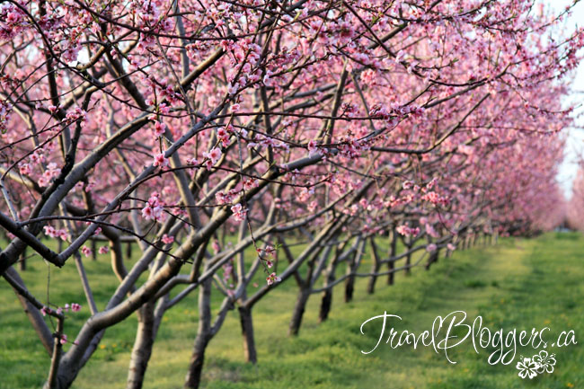 travelbloggers.ca, The Good Earth, Niagara Wine Region