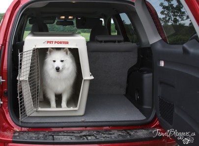 Pet Restraints - Think About Your Fur-kid's Safety On Your Next Vacation, TravelBloggers.ca