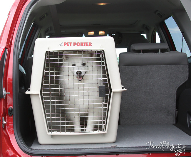 Pet Restraints - Think About Your Fur-kid's Safety On Your Next Vacation, TravelBloggers.ca
