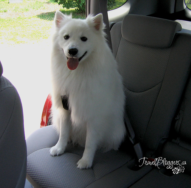 Pet Restraints - Think About Your Fur-kid's Safety On Your Next Vacation, TravelBloggers.ca