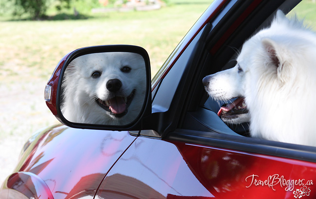 Pet Restraints - Think About Your Fur-kid's Safety On Your Next Vacation, TravelBloggers.ca