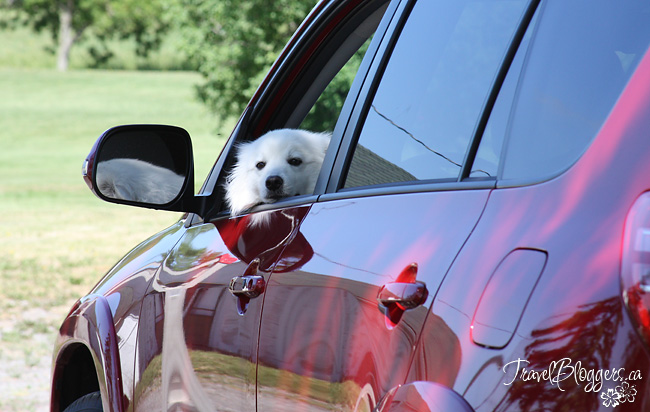 Pet Restraints - Think About Your Fur-kid's Safety On Your Next Vacation, TravelBloggers.ca