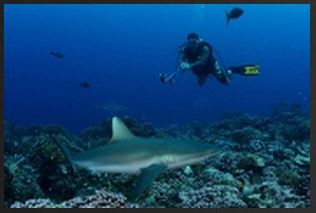 Sharks Ecotourism Could Double in Next Two Decades