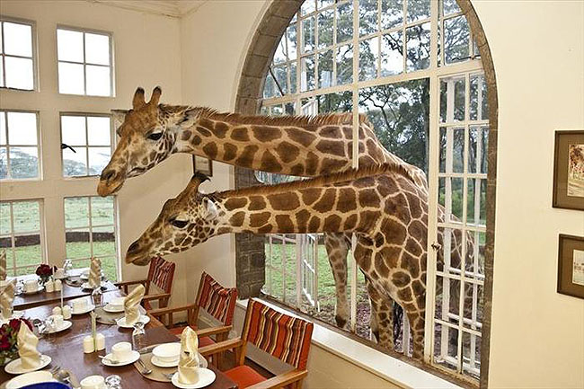 Giraffe Manor, Lang'ata Nairobi, Kenya