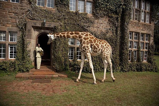Giraffe Manor, Lang'ata Nairobi, Kenya -12