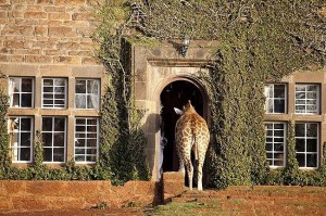 Giraffe Manor, Lang'ata Nairobi, Kenya -5