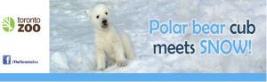 Toronto Zoo, TravelBloggers.ca, Polar Bears