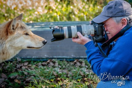 TravelBloggers.ca WolfPark.org