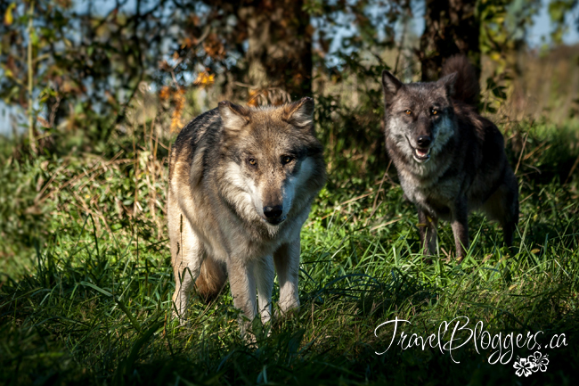 TravelBloggers.ca WolfPark.org