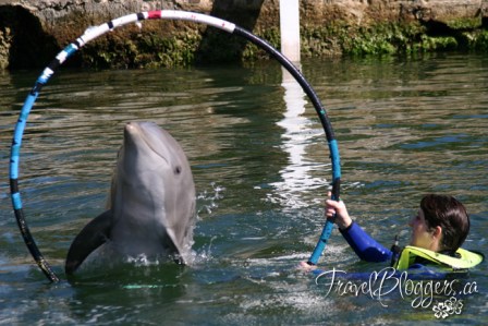 TravelBloggers.ca, Swim With Dolphins