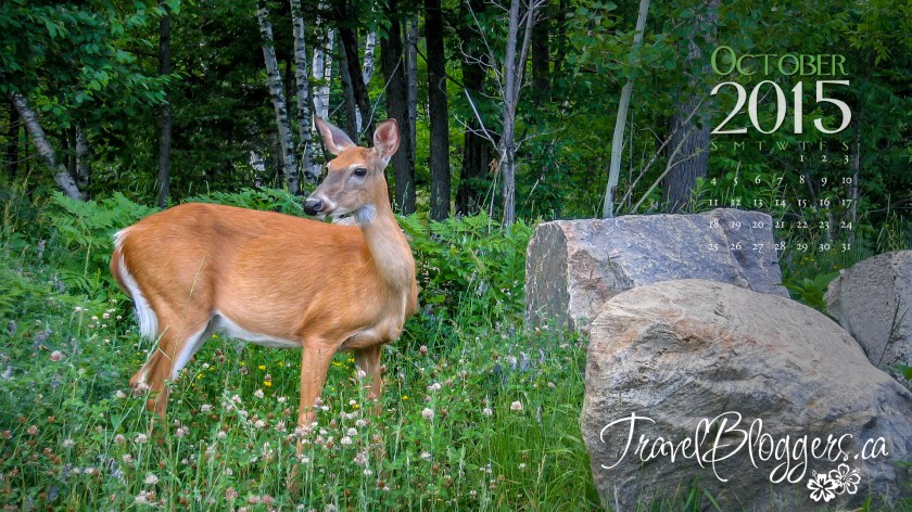 TravelBloggers.ca, White Tailed Deer, Mount Tremblant, Quebec, Canadian Wildlife