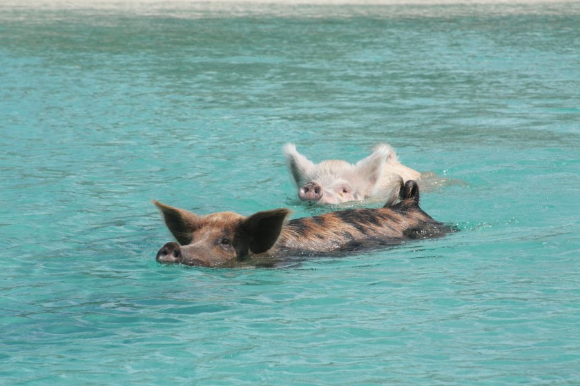 Swimming With The Pigs - Exuma, Bahamas , TravelBloggers.ca
