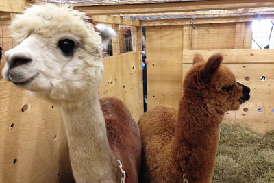 Air Canada Cargo Live Animals, TravelBloggers.ca, @Travelbloggerz