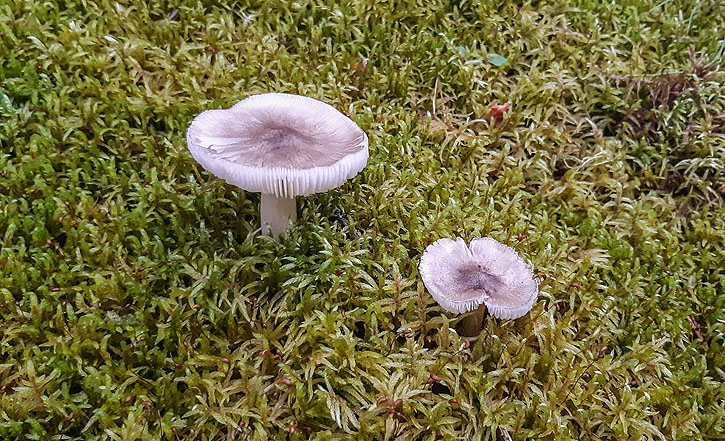 Muskoka, Ontario - Iain Shankland, www.TravelBloggers.ca