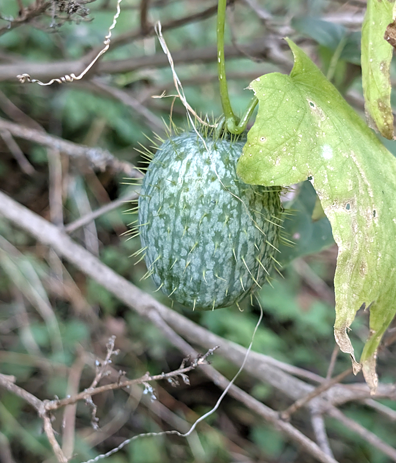 Forks Of The Credit Provincial Park, TravelBloggers.ca, Iain Shankland, Gail Shankland
